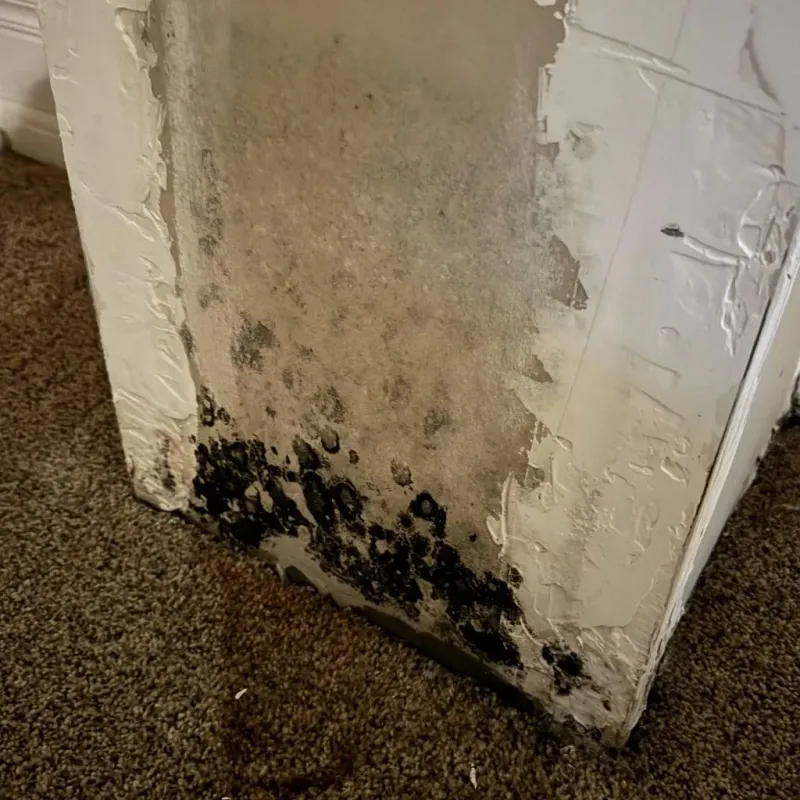 Professional Mold Removal in Concord, MO